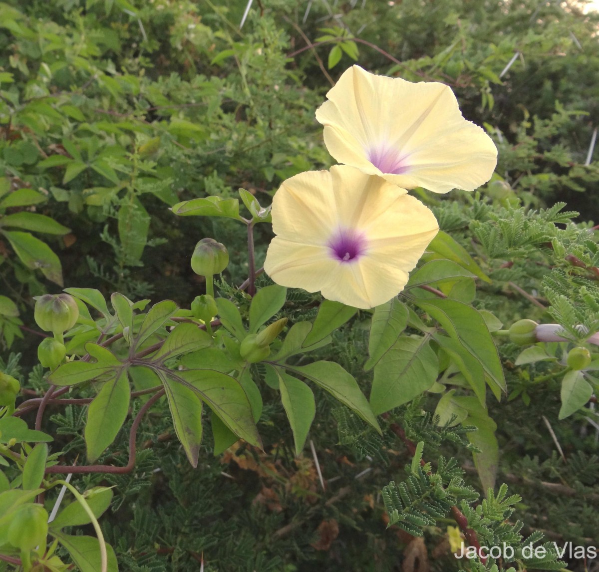 Ipomoea tuberculata Ker Gawl.